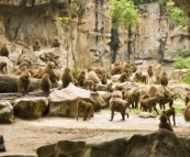 The Singapore Zoo: Hamadryas Baboons