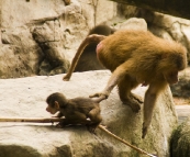 The Singapore Zoo: a mother lets a baby Hamadryas Baboon know which way its going