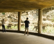 The Singapore Zoo: the Hamadryas Baboons viewing platform