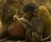 The Singapore Zoo: Hamadryas Baboon