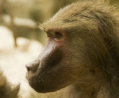 The Singapore Zoo: Hamadryas Baboon