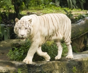 The Singapore Zoo: White Tiger