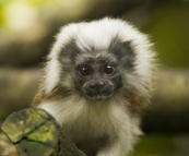 The Singapore Zoo: one of the free-ranging Cottontop Tamarins