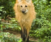 The Singapore Zoo: Maned Wolf