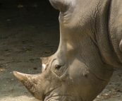 The Singapore Zoo: White Rhino