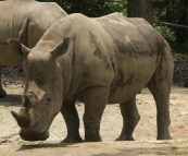 The Singapore Zoo: White Rhino