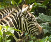 The Singapore Zoo: Zebra