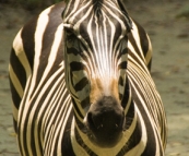 The Singapore Zoo: Zebra