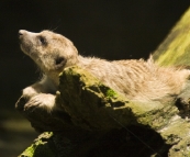 The Singapore Zoo: Suricate