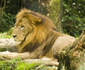 The Singapore Zoo: Lion