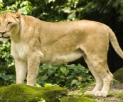 The Singapore Zoo: Lion