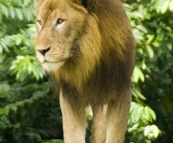 The Singapore Zoo: Lion