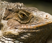 The Singapore Zoo: Iguana