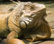 The Singapore Zoo: Iguana