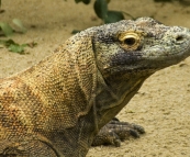 The Singapore Zoo: Komodo Dragon