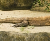 The Singapore Zoo: Komodo Dragon