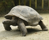 The Singapore Zoo: Giant Tortoise
