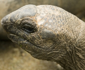 The Singapore Zoo: Giant Tortoise