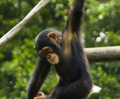 The Singapore Zoo: Chimpanzee