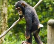 The Singapore Zoo: Chimpanzee