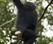 The Singapore Zoo: Chimpanzee