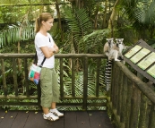 The Singapore Zoo: Lisa getting close and personal with a couple of Lemurs in the Fragile Forest walk-through exhibit