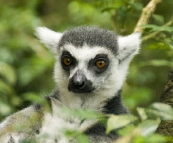 The Singapore Zoo: Lemur