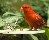 The Singapore Zoo: Fragile Forest