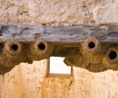 Bird nests in the ruins of Cadelga Homestead on Cordillo Downs Station