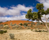 Strzelecki Desert dunes