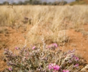 Strzelecki Desert wildflowers