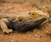 Bearded Dragon alongside the road in the Strzelecki Desert