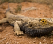 Bearded Dragon alongside the road in the Strzelecki Desert