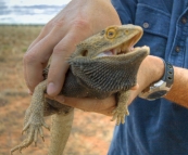 Bearded Dragon alongside the road in the Strzelecki Desert