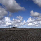 David Brown herding sheep on Yorke Peninsula