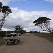 Ian Brown moving sheep between paddocks on Yorke Peninsula