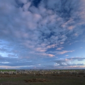 Sheep and a colorful Yorke Peninsula sunset behind Rebecca and Ed Brown\'s house