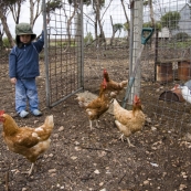 Max letting out the chickens for their daily walk