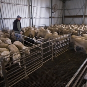 Ian and David Brown move the sheep between their pens