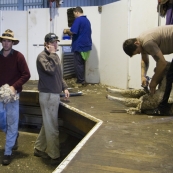 Ed Brown sorting the wool