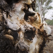 River gums along Wilcolo Creek