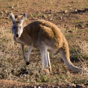 An inquisitive kangaroo on the road between Brachina Gorge and Blinman