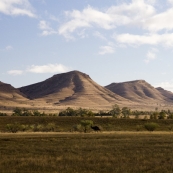 A trio of emus alongside the road between Brachina Gorge and Blinman