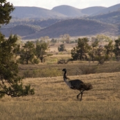 Flinders Ranges emu