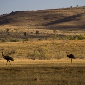 Emus alongside the road between Brachina Gorge and Blinman