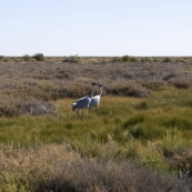 Brolgas on the Coward Springs wetlands