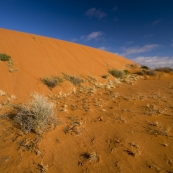 Outback dunes along the Oodnadatta Track between William Creek and Oodnadatta