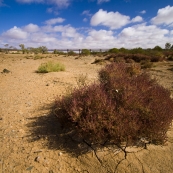 The Algebuckina Creek and Bridge between William Creek and Oodnadatta