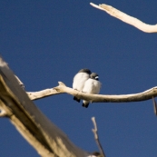 Birds in the wetlands around Dalhousie Springs