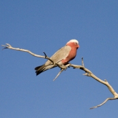 A galah in the wetlands around Dalhousie Springs